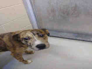 Plott Hound Dogs for adoption in Lawrence, KS, USA