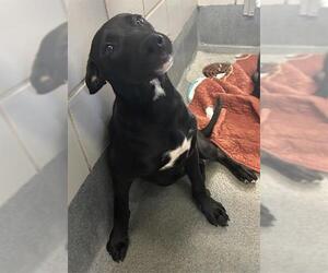 Labrador Retriever-Unknown Mix Dogs for adoption in San Antonio, TX, USA