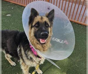 German Shepherd Dog-Unknown Mix Dogs for adoption in Las Vegas, NV, USA
