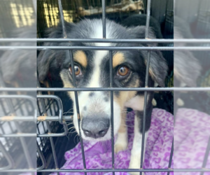 Australian Shepherd-Unknown Mix Dogs for adoption in Cranston, RI, USA