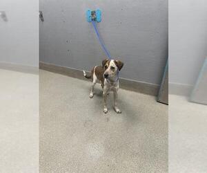 Pointer-Unknown Mix Dogs for adoption in Las Vegas, NV, USA