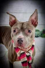American Pit Bull Terrier-Unknown Mix Dogs for adoption in Bronx, NY, USA