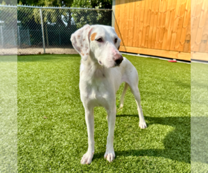 Mutt Dogs for adoption in Hilton Head, SC, USA