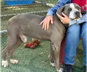 American Staffordshire Terrier Dogs for adoption in Ventura, CA, USA