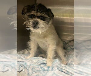 Maltese-Unknown Mix Dogs for adoption in Riverside, CA, USA