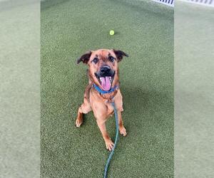 Labrador Retriever-Unknown Mix Dogs for adoption in Waco, TX, USA
