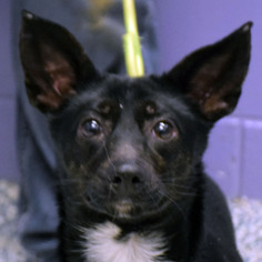 Chi-Corgi Dogs for adoption in Huntley, IL, USA