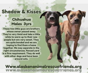 Chihuahua-Unknown Mix Dogs for adoption in Anchorage, AK, USA