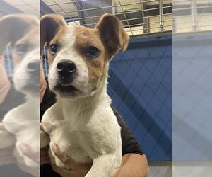 Australian Cattle Dog Dogs for adoption in Bakersfield, CA, USA