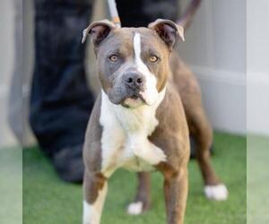 American Pit Bull Terrier Dogs for adoption in Camarillo, CA, USA