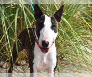 Miniature Bull Terrier Dogs for adoption in Aurora, CO, USA