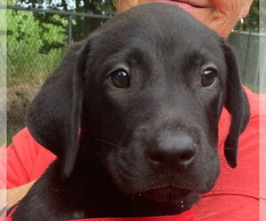 Labrador Retriever-Unknown Mix Dogs for adoption in Canton, CT, USA