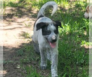 Lab-Pointer Dogs for adoption in The Woodlands, TX, USA