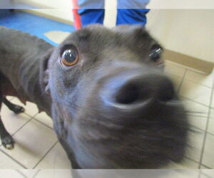 Labrador Retriever-Unknown Mix Dogs for adoption in Ocala, FL, USA
