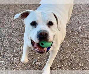 American Pit Bull Terrier Dogs for adoption in Pueblo, CO, USA