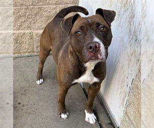 American Pit Bull Terrier Dogs for adoption in Aurora, IL, USA