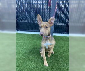 Doberman Pinscher Dogs for adoption in Salinas, CA, USA
