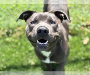 American Pit Bull Terrier Dogs for adoption in Tulsa, OK, USA
