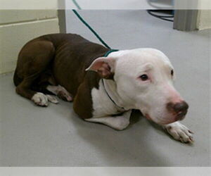 Mutt Dogs for adoption in Sanford, FL, USA