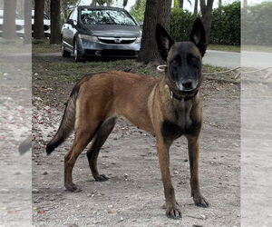 Mutt Dogs for adoption in Imlay City, MI, USA