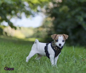 Jack Russell Terrier Dogs for adoption in Mt Carmel, PA, USA