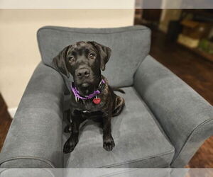 Labrador Retriever-Unknown Mix Dogs for adoption in Clovis, CA, USA
