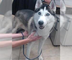 Siberian Husky Dogs for adoption in Houston, TX, USA