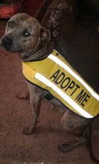 American Staffordshire Terrier-Unknown Mix Dogs for adoption in Lebanon, MO, USA