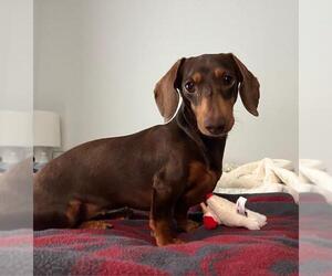 Dachshund Dogs for adoption in Los Angeles, CA, USA