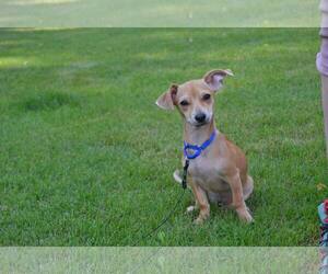 Chiweenie Dogs for adoption in Anchorage, AK, USA