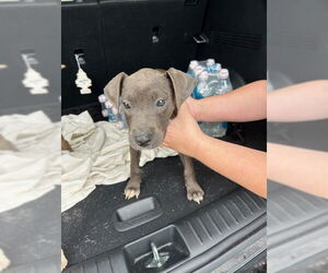 American Pit Bull Terrier-Unknown Mix Dogs for adoption in Ocala, FL, USA