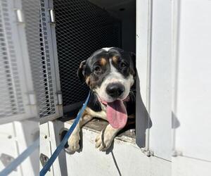 American Pit Bull Terrier-Unknown Mix Dogs for adoption in Bakersfield, CA, USA