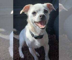 Chug Dogs for adoption in McKinney, TX, USA