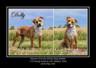 Medium Photo #1 Bullboxer Pit Puppy For Sale in Mt. Gilead, OH, USA