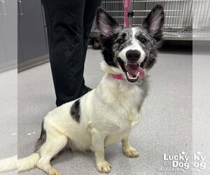 Mutt Dogs for adoption in Washington, DC, USA
