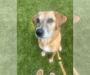 Mutt Dogs for adoption in Hilton Head, SC, USA