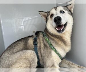 Siberian Husky Dogs for adoption in Houston, TX, USA