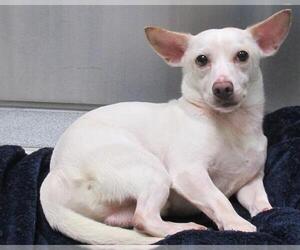 Chihuahua Dogs for adoption in Orange, CA, USA