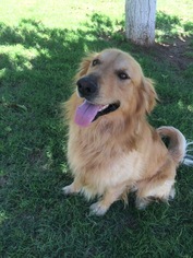 Golden Retriever Dogs for adoption in Phoenix, AZ, USA