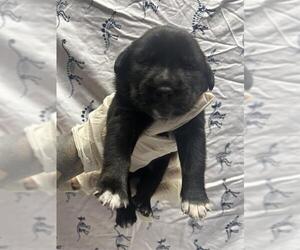 American Pit Bull Terrier-Unknown Mix Dogs for adoption in Riverside, CA, USA