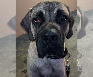 Mastiff Dogs for adoption in McMinnville, OR, USA