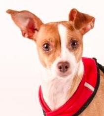 Chihuahua-Unknown Mix Dogs for adoption in San Ramon, CA, USA