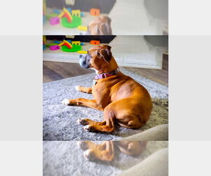 Boxer Dogs for adoption in Austin, TX, USA
