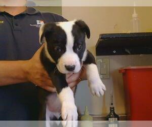 American Pit Bull Terrier Dogs for adoption in Sacramento, CA, USA