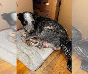 Mutt Dogs for adoption in San Antonio, TX, USA