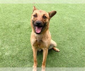 Mutt Dogs for adoption in Orange, CA, USA