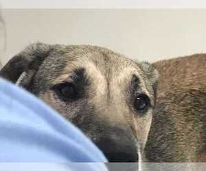 Anatolian Shepherd-Unknown Mix Dogs for adoption in Lorena, TX, USA