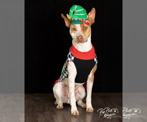 Medium Photo #2 Mutt Puppy For Sale in Claremore, OK, USA