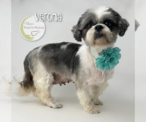 Shih Tzu Dogs for adoption in Benton, LA, USA