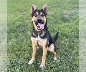 German Shepherd Dog-Unknown Mix Dogs for adoption in Modesto, CA, USA